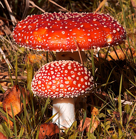 Mushroom Fly Amanita red Oct 18 2014 Reifel  331