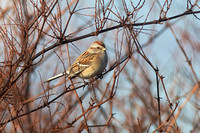 American Tree Sparrow Dec 13 2014 Sumas  626
