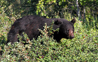Black bear 1
