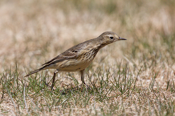 American Pipit May 4 2015 Manning  1278