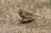 American Pipit May 4 2015 Manning  1272