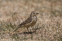 American Pipit May 4 2015 Manning  1269