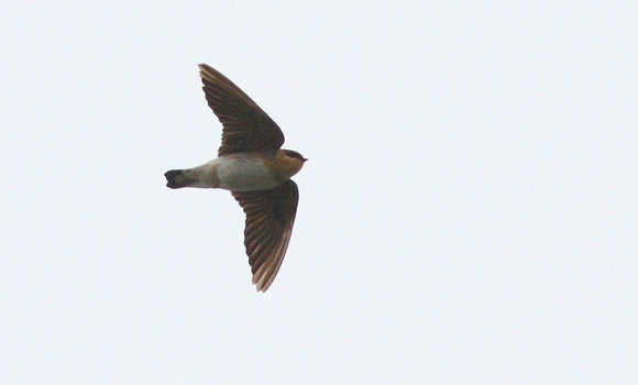 Cave Swallow 2