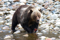 Grizzly 1 Oct 20 2013
