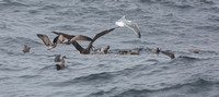 Albatross Feeding fenzy sept 20 2015 Uclulet  1819