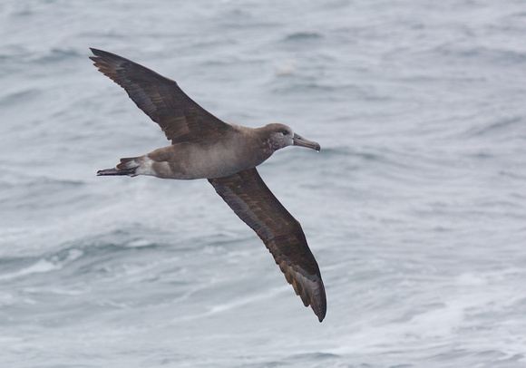 Black-footed Albatross sept 202015 Uclulet  1832