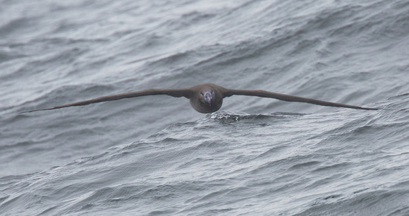 Black-footed Albatross sept 202015 Uclulet  1723