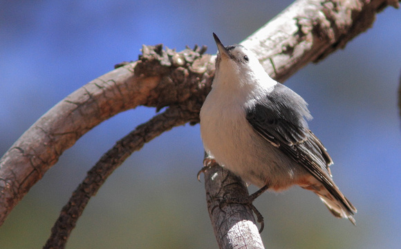 White-breasted Nuthatch 3
