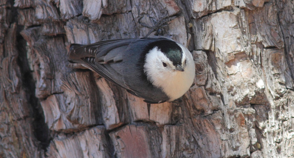 White-breasted Nuthatch 4