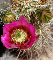 Cactus  Flower 2