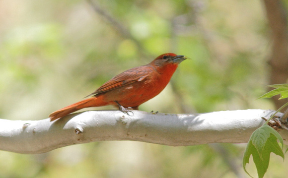 Hepatic Tanager 1