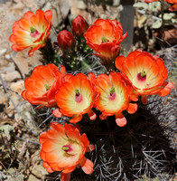 Cactus Flower 3