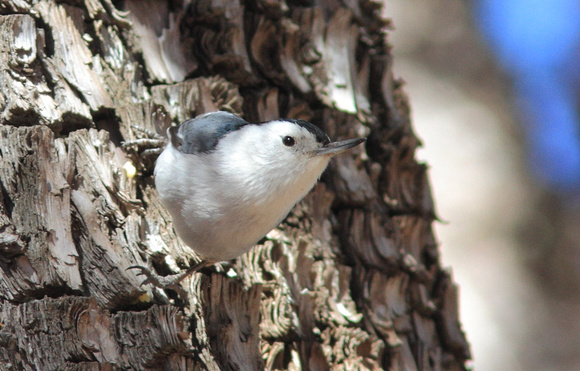 White-breasted Nuthatch 1
