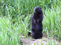 Arctic Ground Squirrel black 2