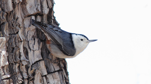 White-breasted Nuthatch bird forum