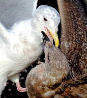 Gulls fighting 1