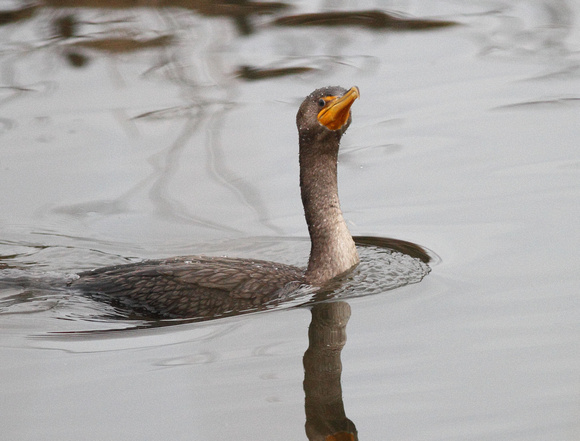 Double-crested Cormorant 1