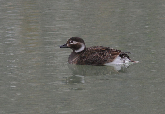 Long-tailed Duck female