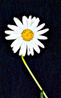 Daisy-8m-black-background-j