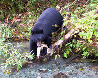 Black Bear Hyder