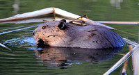 Beaver 2