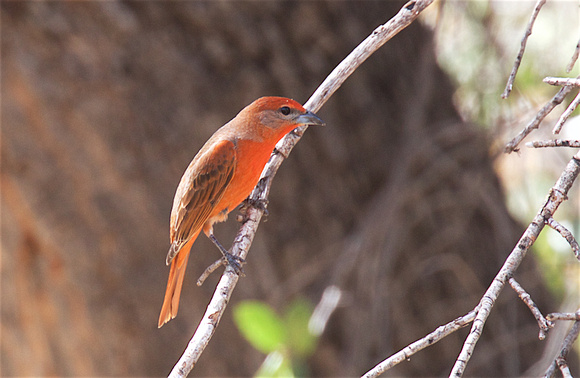 Hepatic Tanager Apr 6 2018 Madera  5946