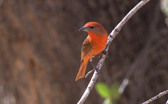 Hepatic Tanager Apr 6 2018 Madera  5945