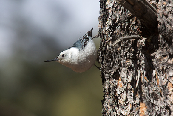 White-breasted Nuthatch Mar 21 2018 Bryce Canyon  6074
