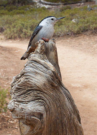 White-breasted Nuthatch Mar 21 2018 Bryce Canyon  6072