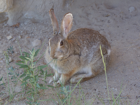 Western Cottontail Rabbit June 12 2018 Writing on Stone  283
