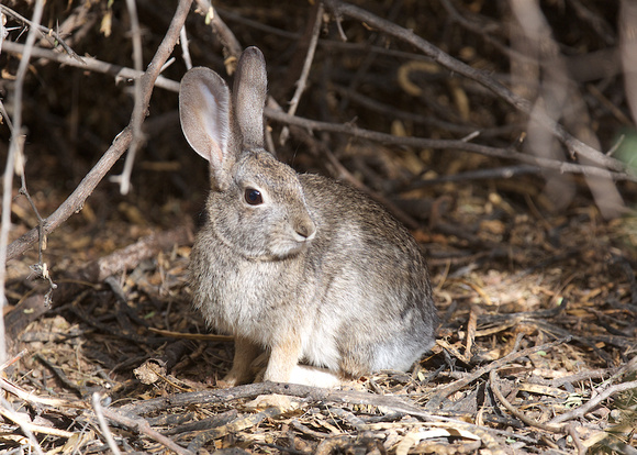 Desert Cottontail Rabbit Dec 15 2016 Gilbert Az.  5091
