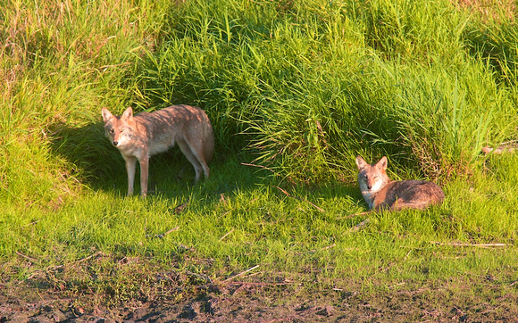 Coyote great Blue Heron Reserve Chilliwack Sept 7 2014  2014