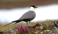 Long-tailed Jaeger 7