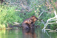 Beaver Aug. 14 2020 Barnes Lake, BC - 17 of 26