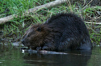 Beaver Mar 30 0224 Wilband
