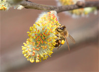 Honey bees mar 29 2019 Cheam wetlands