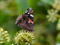 Red admiral Butterfly Sept 27 2020 Iona