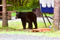 Black Bear June 15 2021 Thurston Meadows