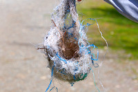 Plastic bird nests Apr 15 2019 Jackman Flats  641