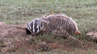 Badger June 10 2018 Grasslands Nat. Park  034