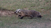 Badger June 10 2018 Grasslands Nat. Park  030