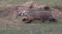 Badger June 10 2018 Grasslands Nat. Park  031