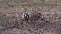Badger June 10 2018 Grasslands Nat. Park  029
