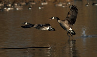 Canada Geese chase 4