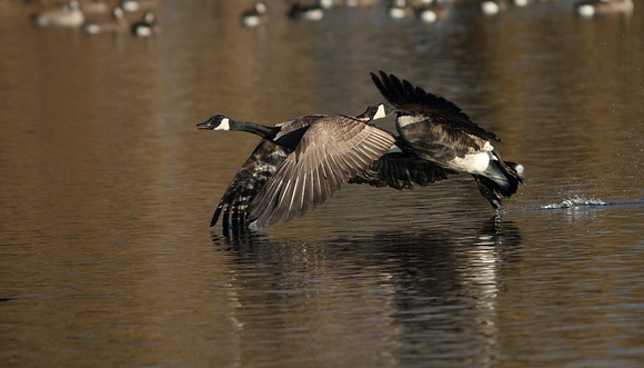 Canada Geese chase 3