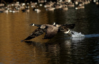 Canada Geese chase 2