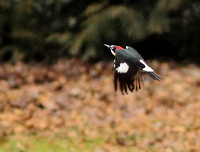 Acorn Woodpecker 6