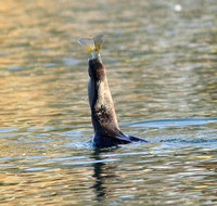 Double-crested Cormorant swallowing fish