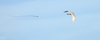 Glaucous-winged Gull streamer 2