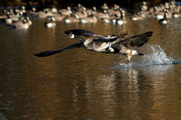 Canada Geese chase
